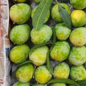 Dudhiya maldah Mangoes (1KG)