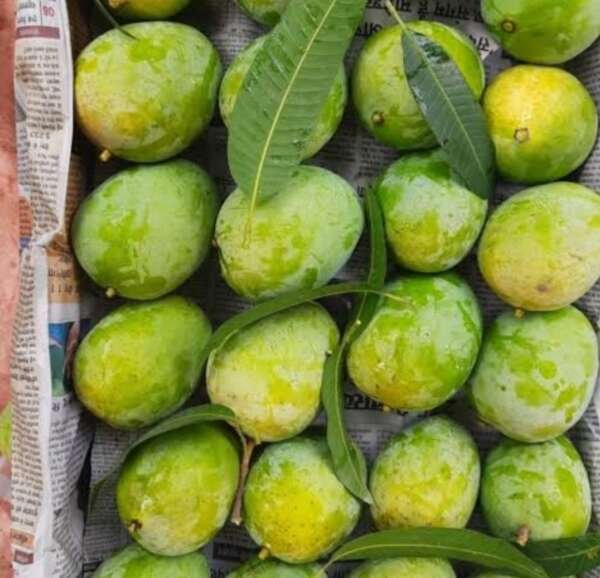 Dudhiya maldah Mangoes (1KG)