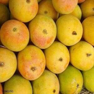 Jardalu Mangoes (1KG)