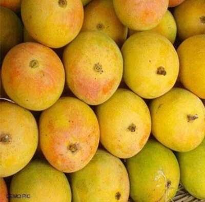 Jardalu Mangoes (1KG)